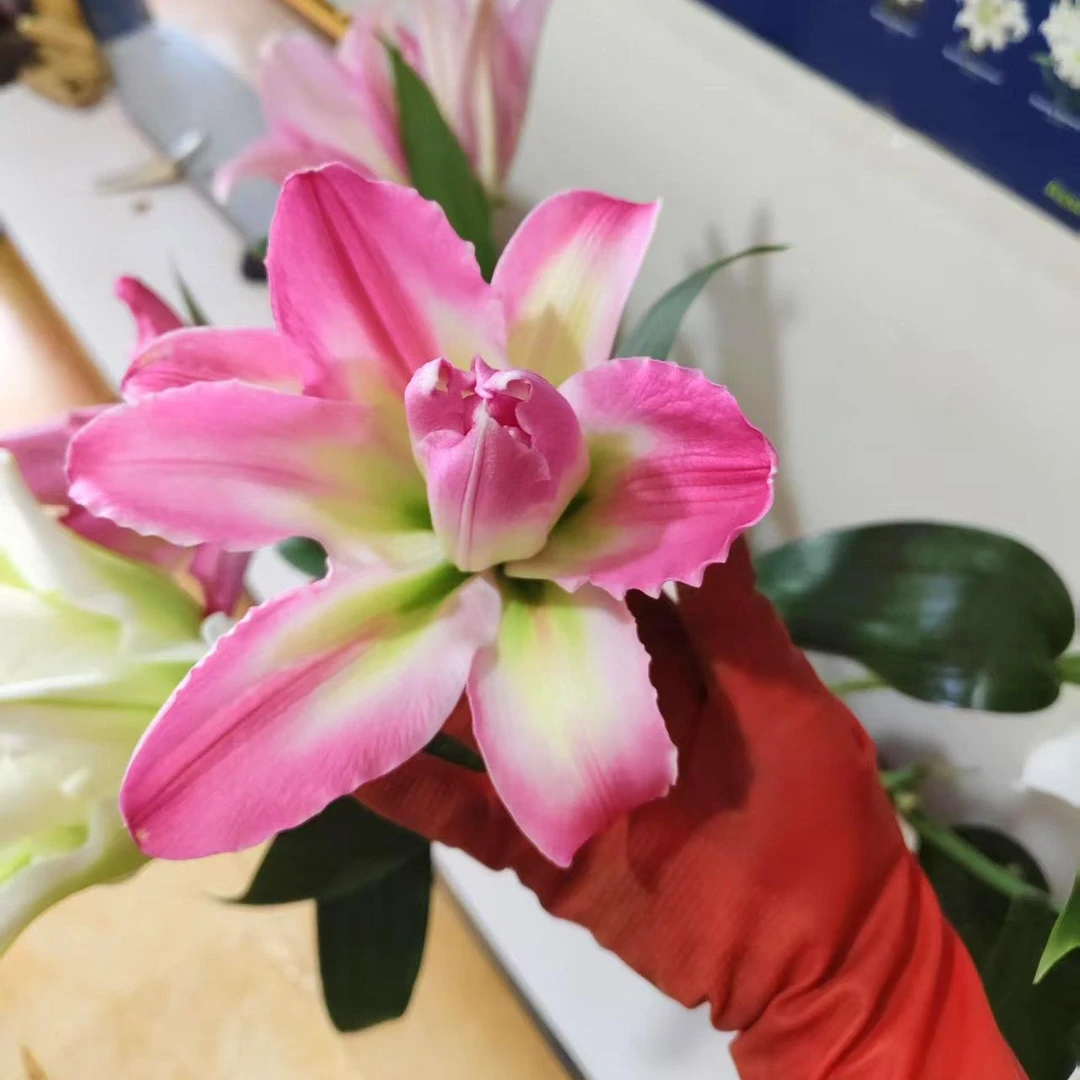 【飞飞甄选】和谐  重瓣百合·带花蕊·鲜花冷链运输·基地直发