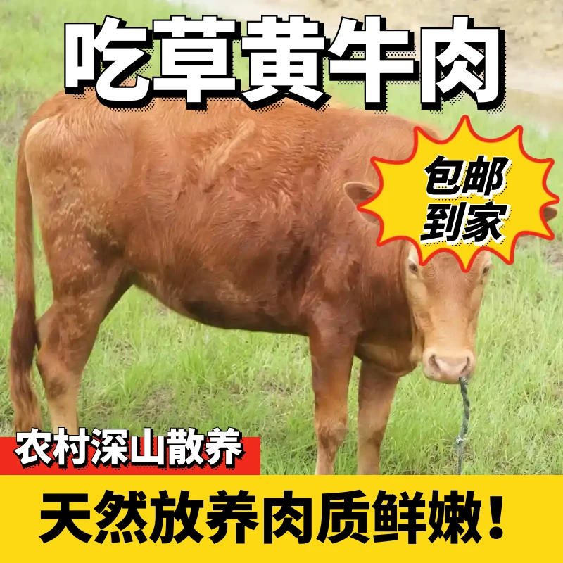 常德草坪正宗吃草放养黄牛肉常德市区可送货上门牛肉同城配