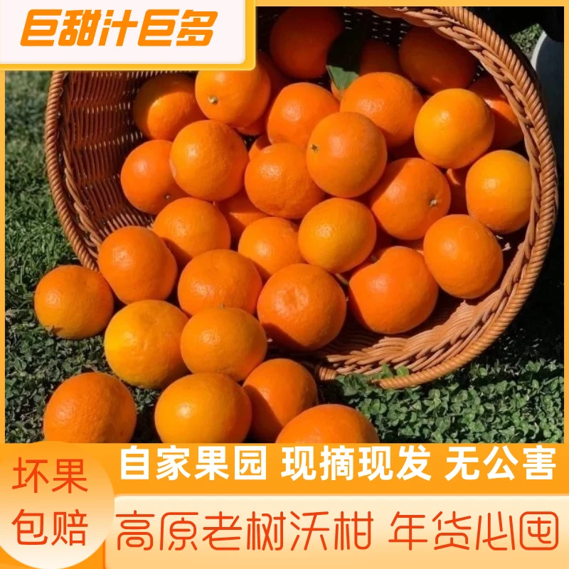 沃柑大放送新鲜柑橘老树花皮果香甜多汁口感清甜自然成熟