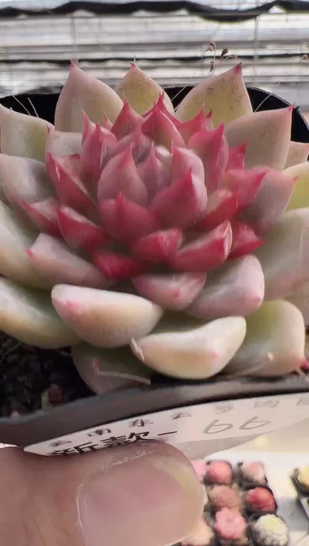 【闪购商品】新款多肉62