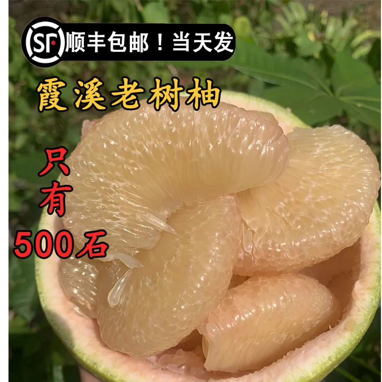 [顺丰包邮]正宗度尾文旦柚现摘仙游新鲜当季红心柚新鲜水果福建省