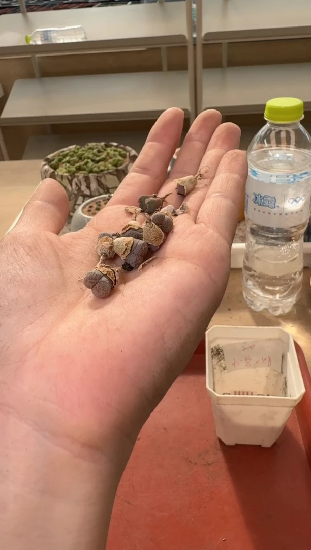 13-445多肉植物肉锥
