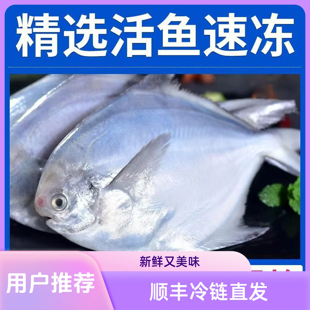 日照本地银鲳鱼 深海银鲳鱼  4斤特惠装一斤六条