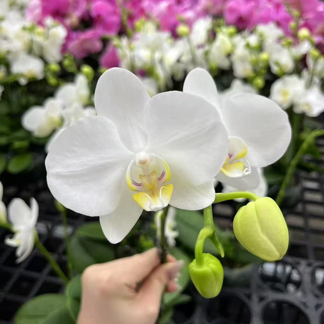 A10【阿玛】高端精品蝴蝶兰室内盆栽