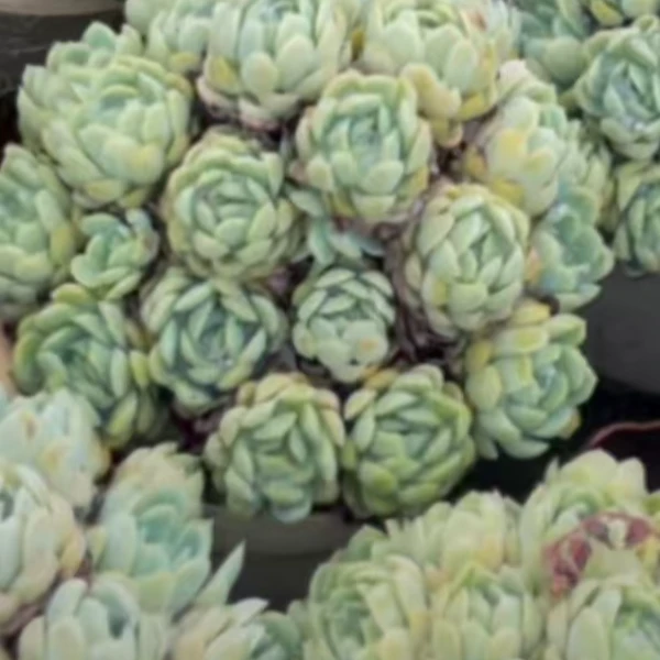 冰梅好看好养室内室外盆栽绿植多肉植物