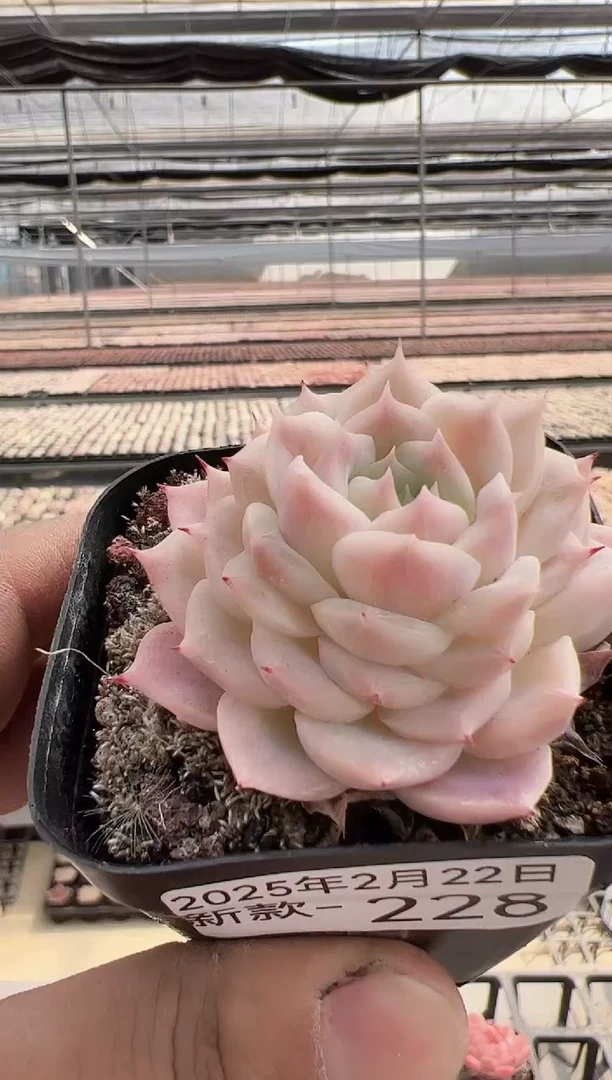 【闪购商品】新款多肉-228