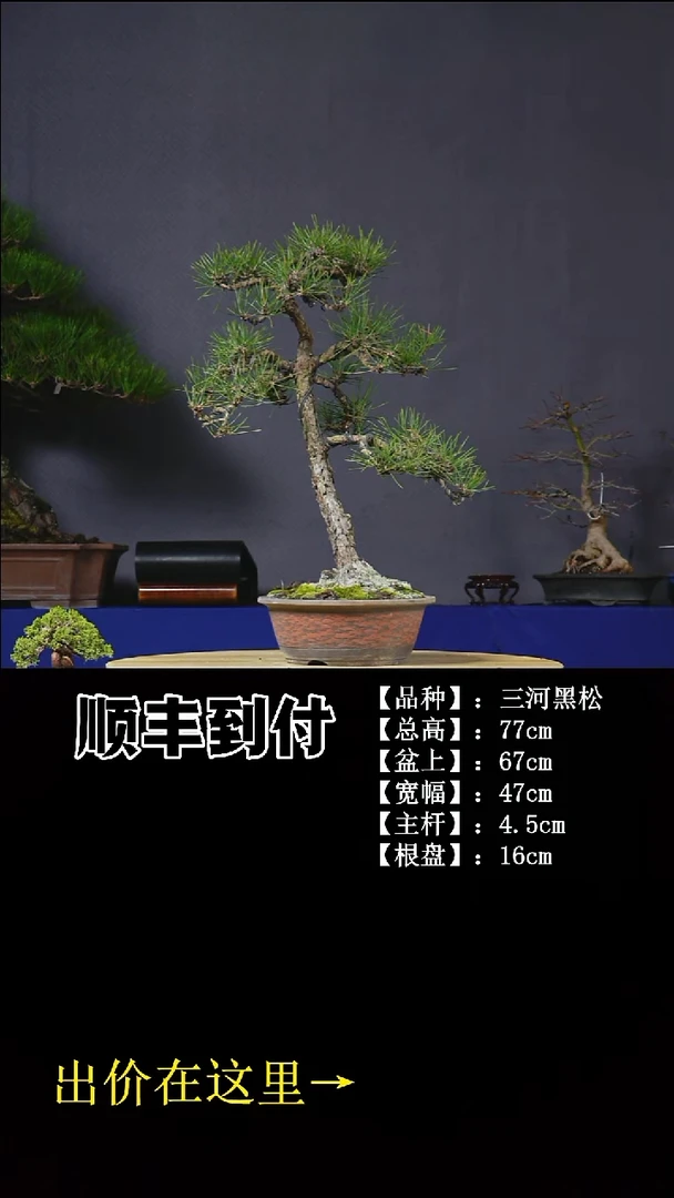 无花朵三河黑松 不包邮