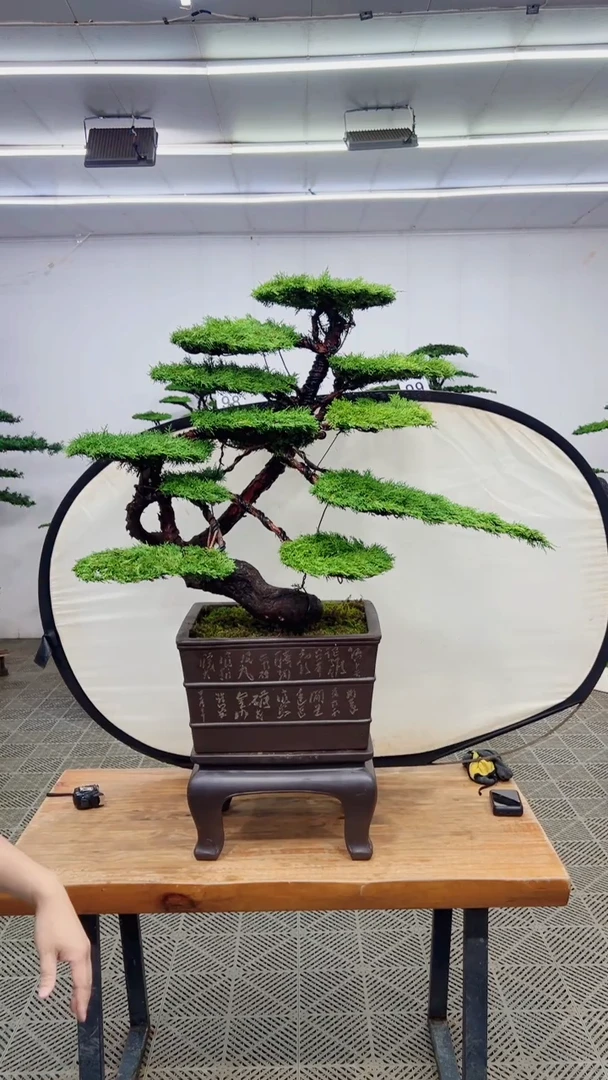无花朵造型盆景一物一拍