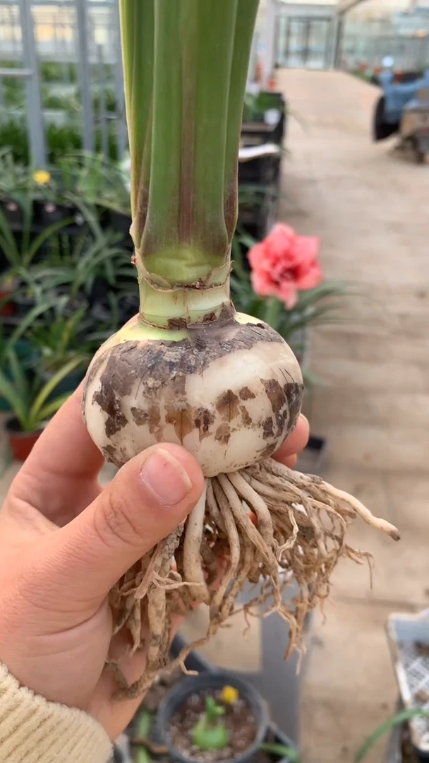 当前无花栽培后可以开花斯嘉丽5cm+