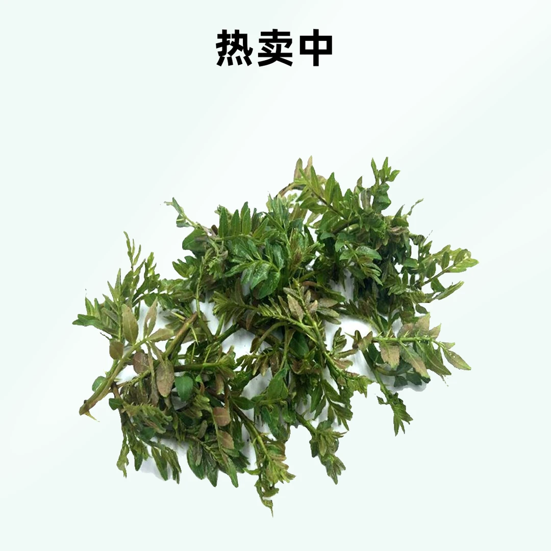 花椒芽500g新鲜头茬嫩花椒绿叶菜
