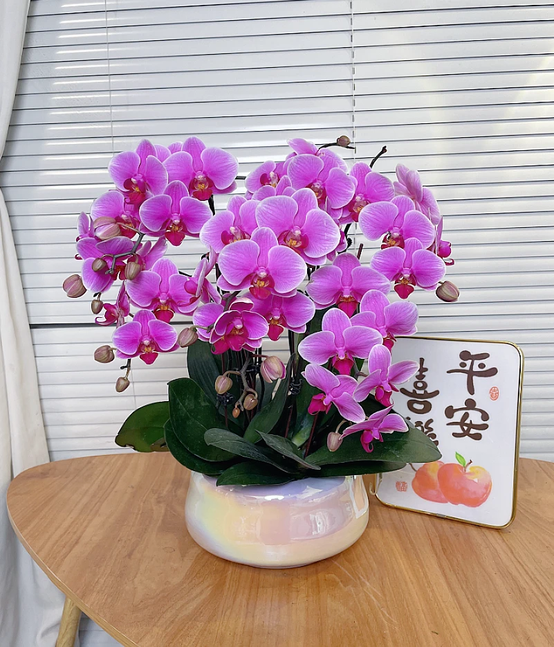 【婚宴-蝴蝶兰】高端鲜花年宵花 送礼 家居摆件 基地直发