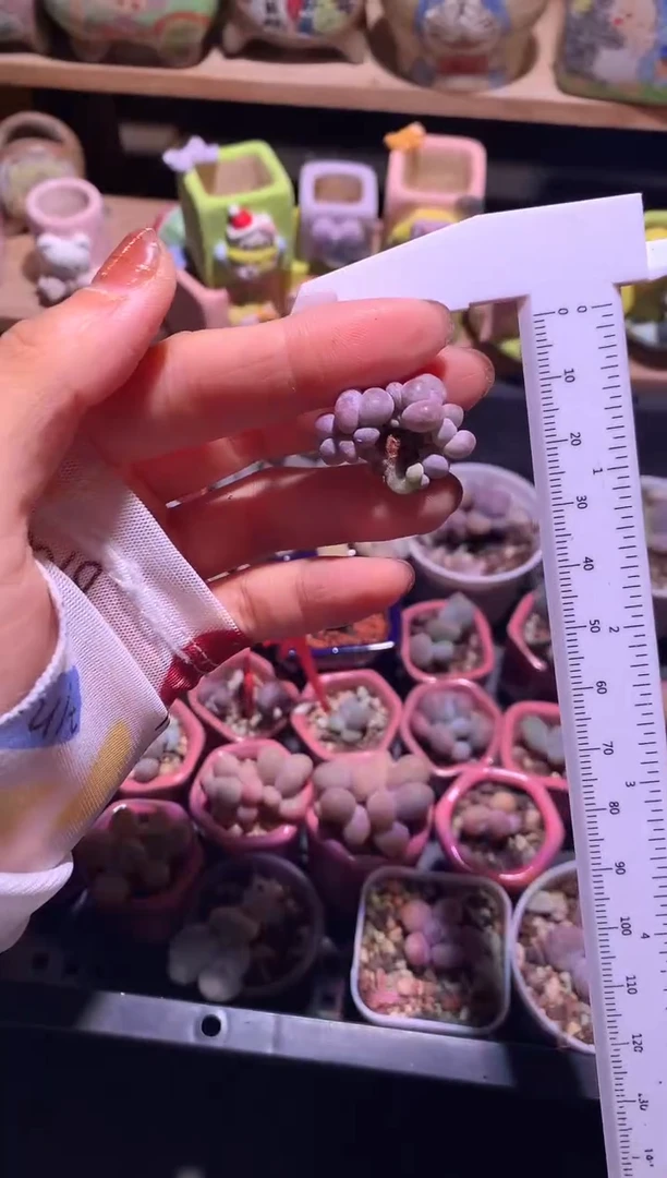 油煎叶插苗多头群生，