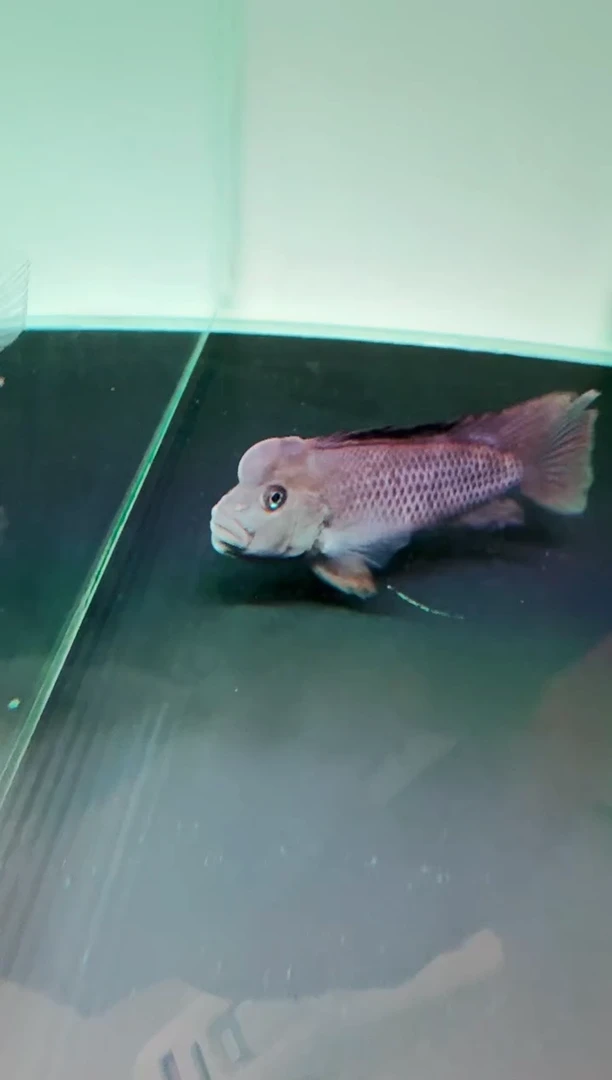 慈鲷鱼狮面猴头8-10cm一条