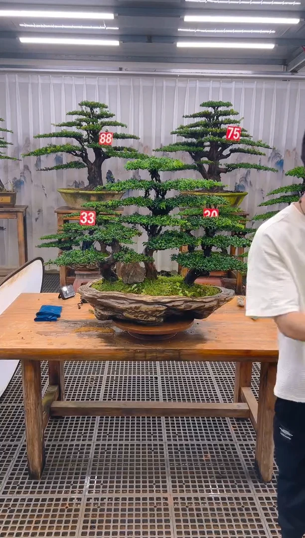 无花朵男****败精品盆景直播间一物一拍