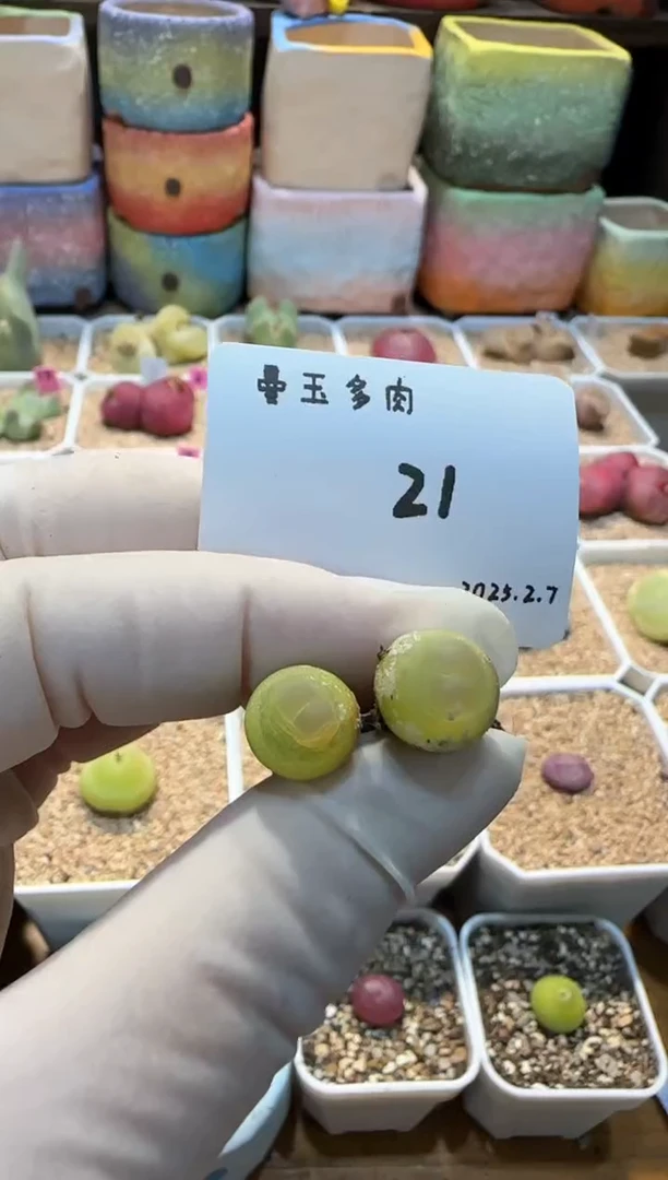 【闪购商品】25.2.7-21小翻翻