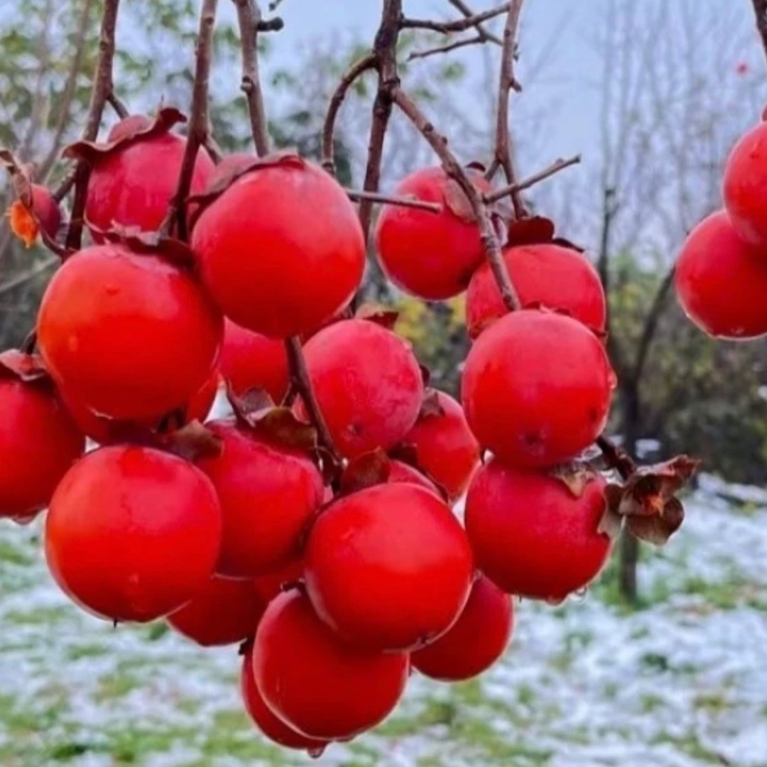 柿子树嫁接柿子树苗柿子苗火晶柿子脆甜柿子树盆栽地栽南方北方种