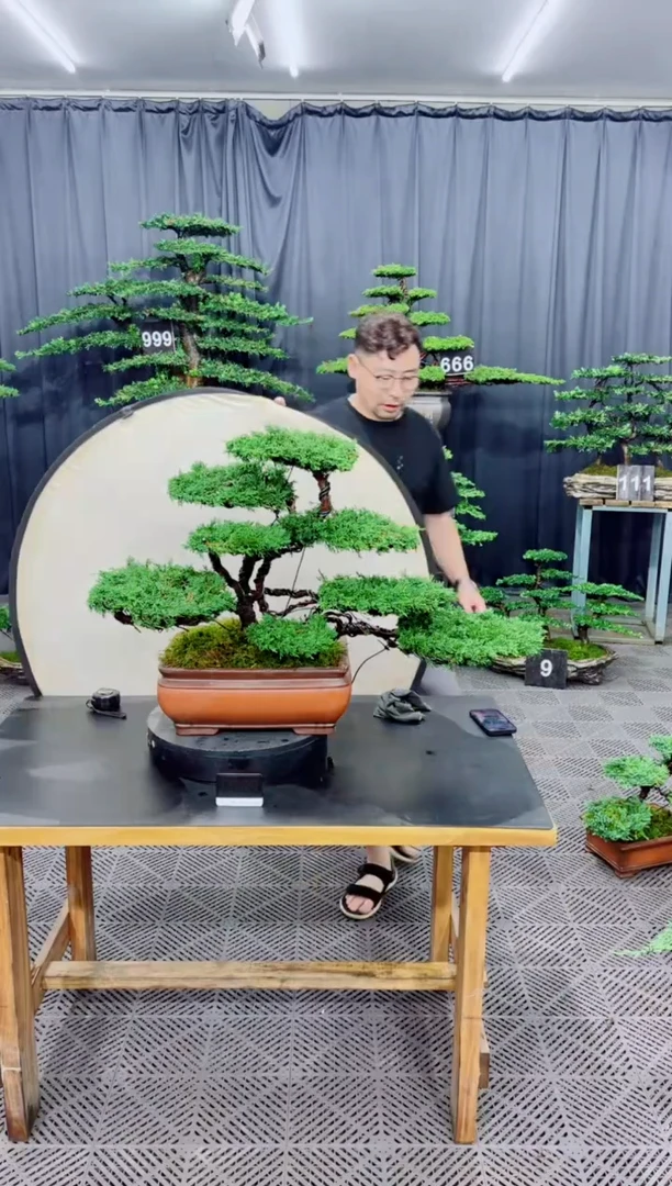 无花朵济州真柏盆景....