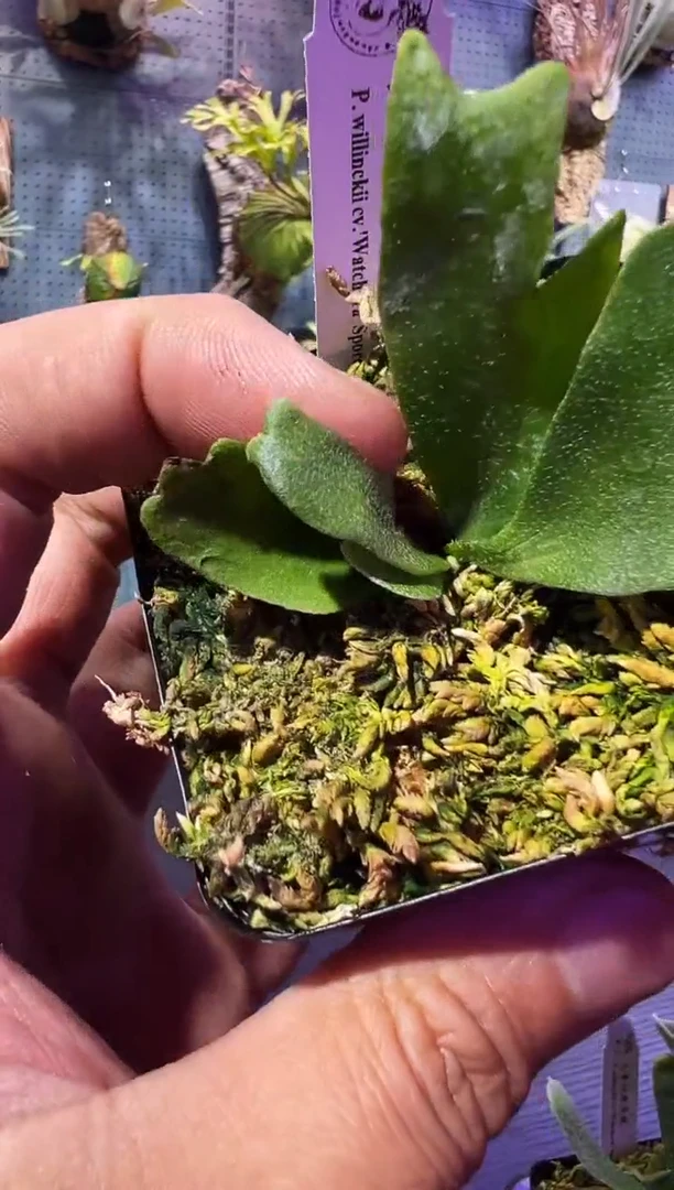 完全开放福利优惠杯苗14 Watchara