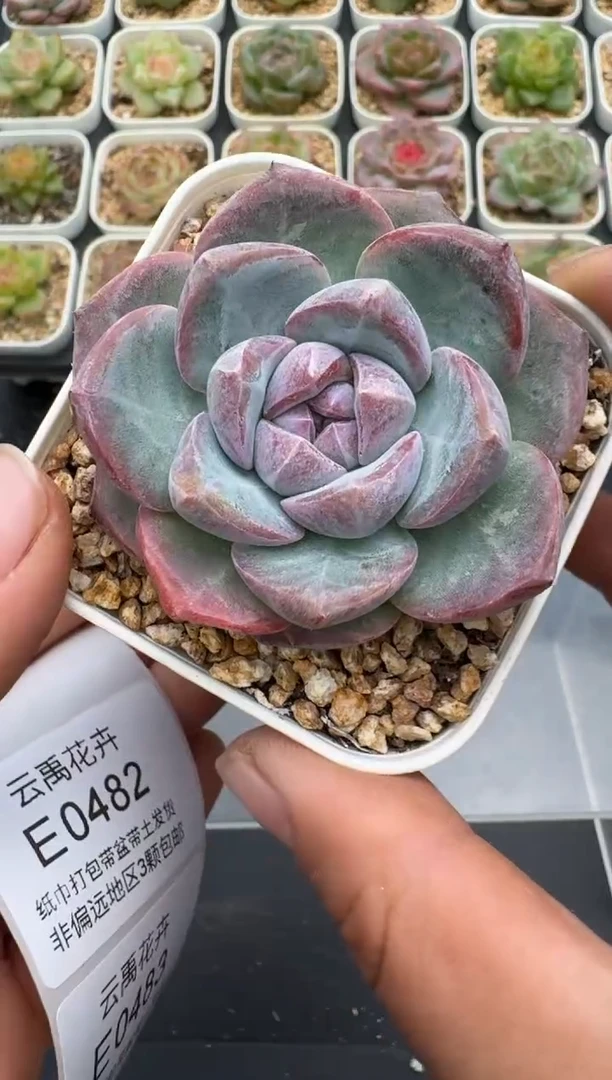 481E云禹多肉植物 带盆土纸巾打包 3颗包邮