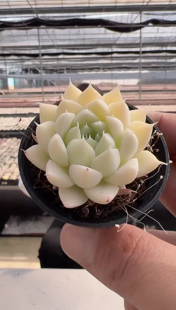 【闪购商品】新款多肉-135