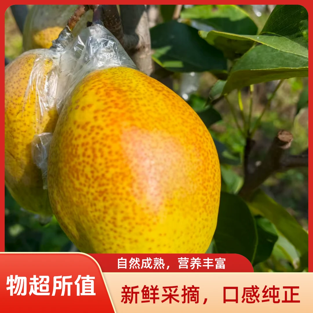 （家庭实惠）现摘大果红香酥梨天津市