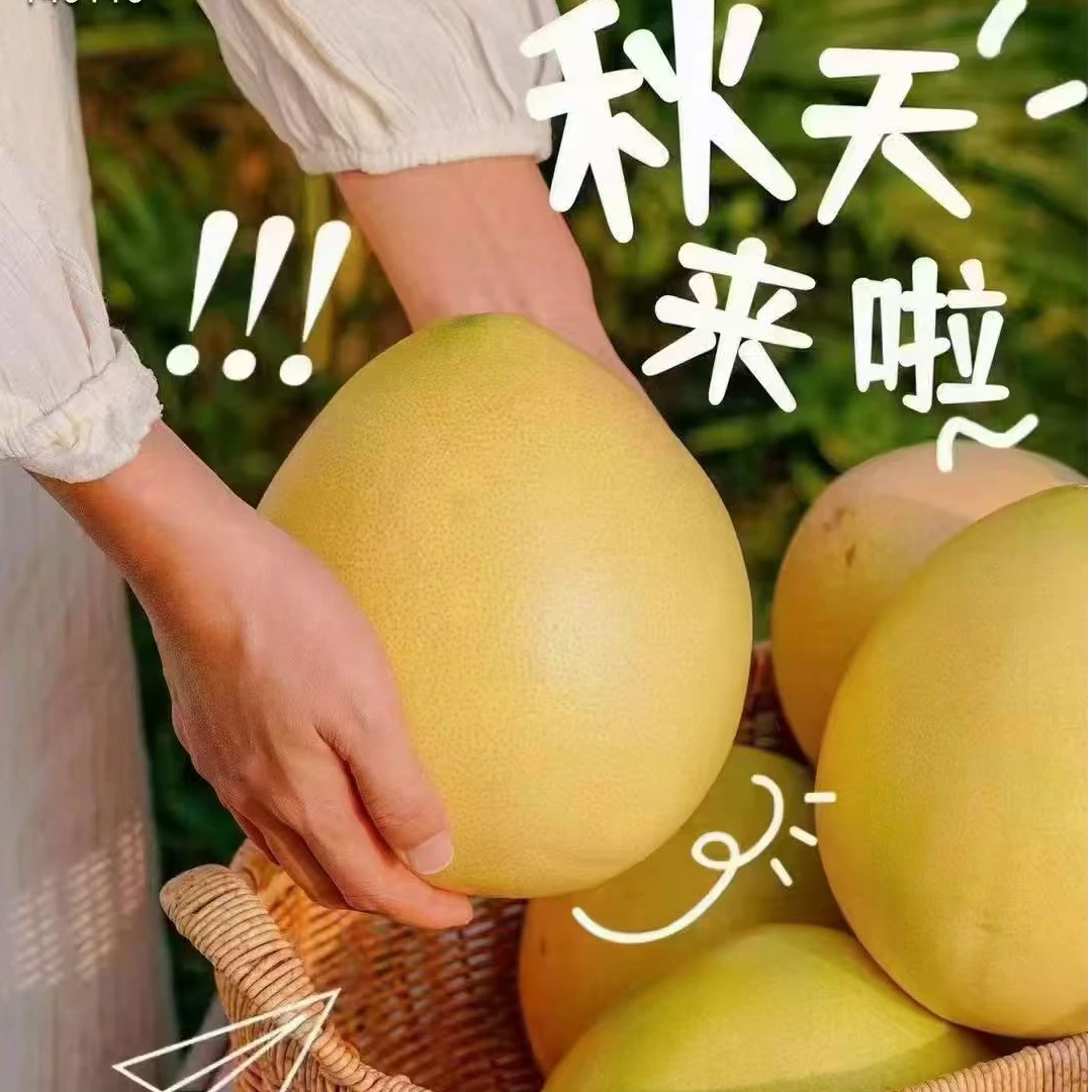 （芗和琯溪蜜柚）正宗福建平和琯溪蜜柚红柚散装