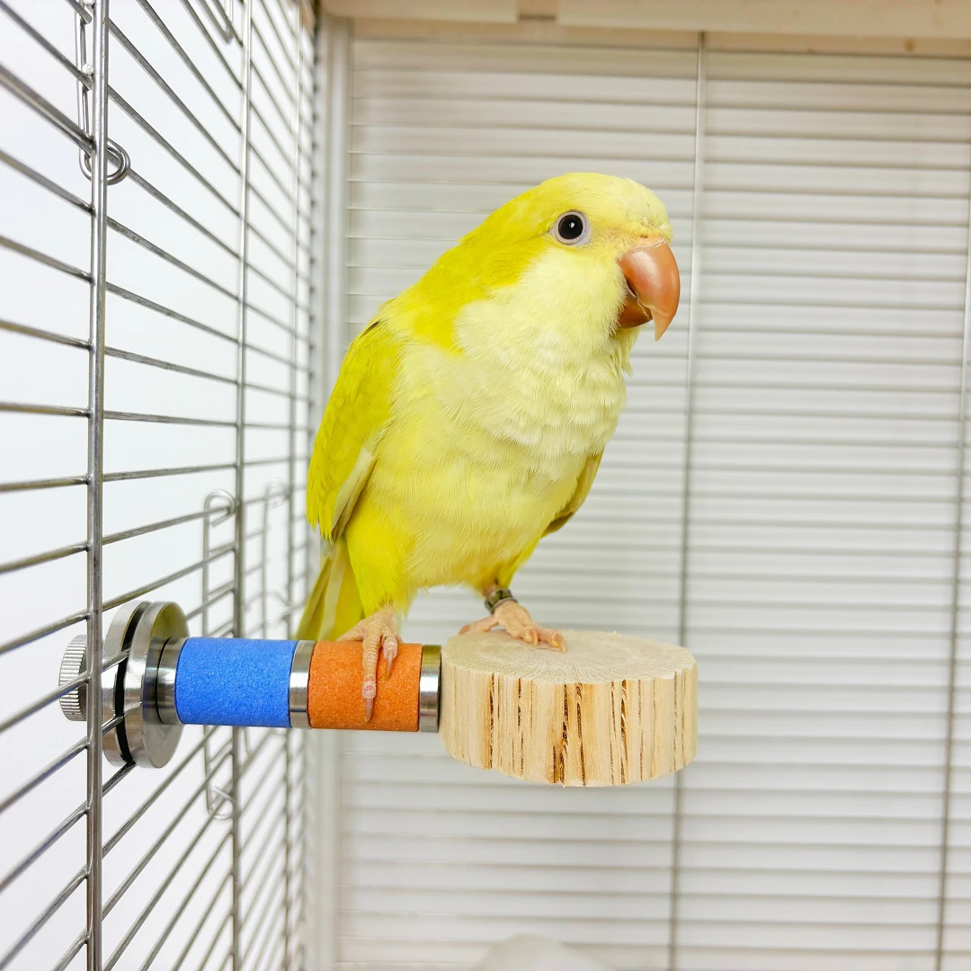 鹦鹉野梨花木站台鸟笼配件鸟站架鸟用跳台休息可固定跳板凯克玩具