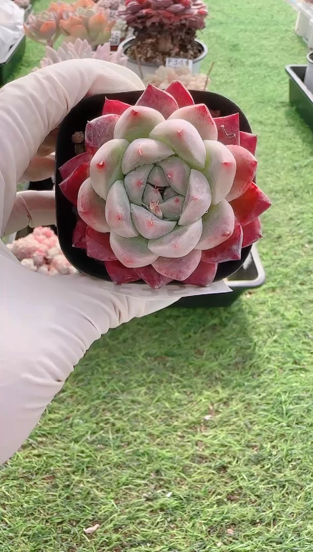 【闪购商品】梦会多肉一物一拍