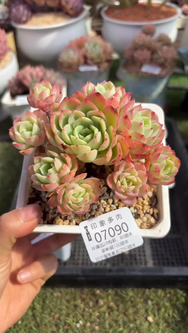 【闪购商品】07090