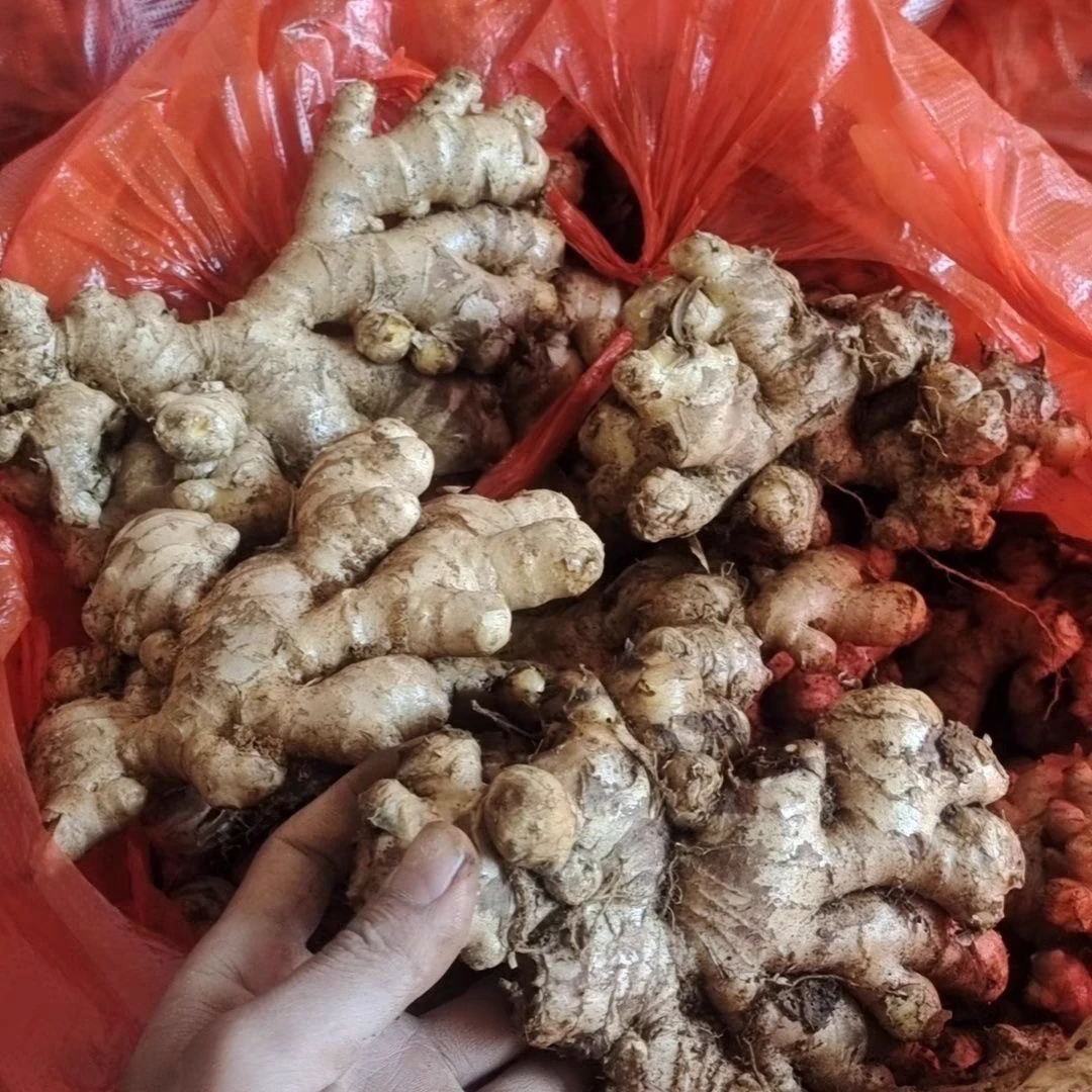 云南山货土特产～青姜～阿豹甄选