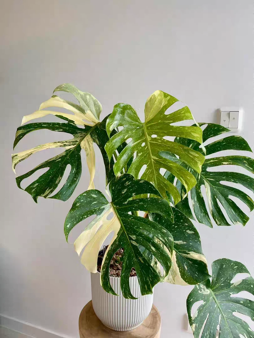 【花农】洒金龟背竹绿植绿植盆栽室内直播间一物一拍（叶损不售后）