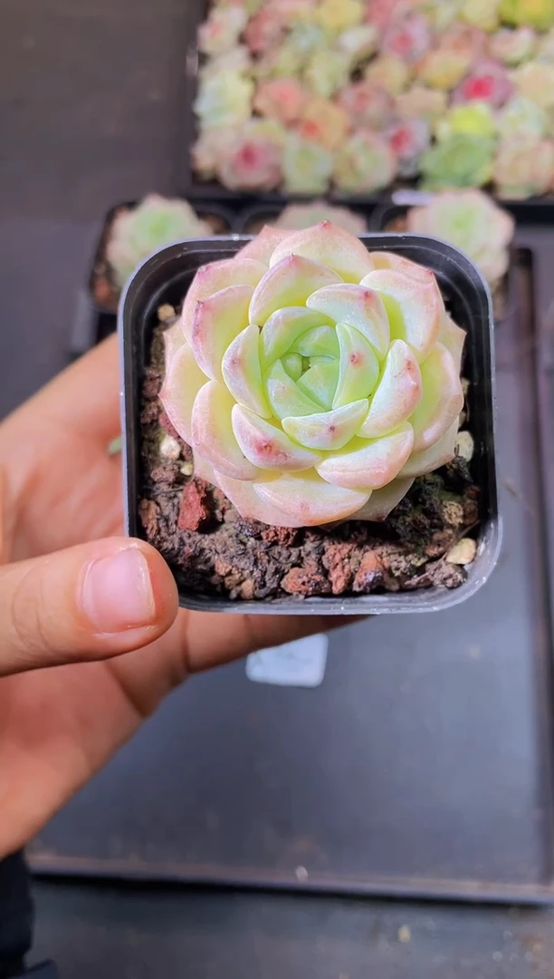 8111檀叶量拍随机发一个