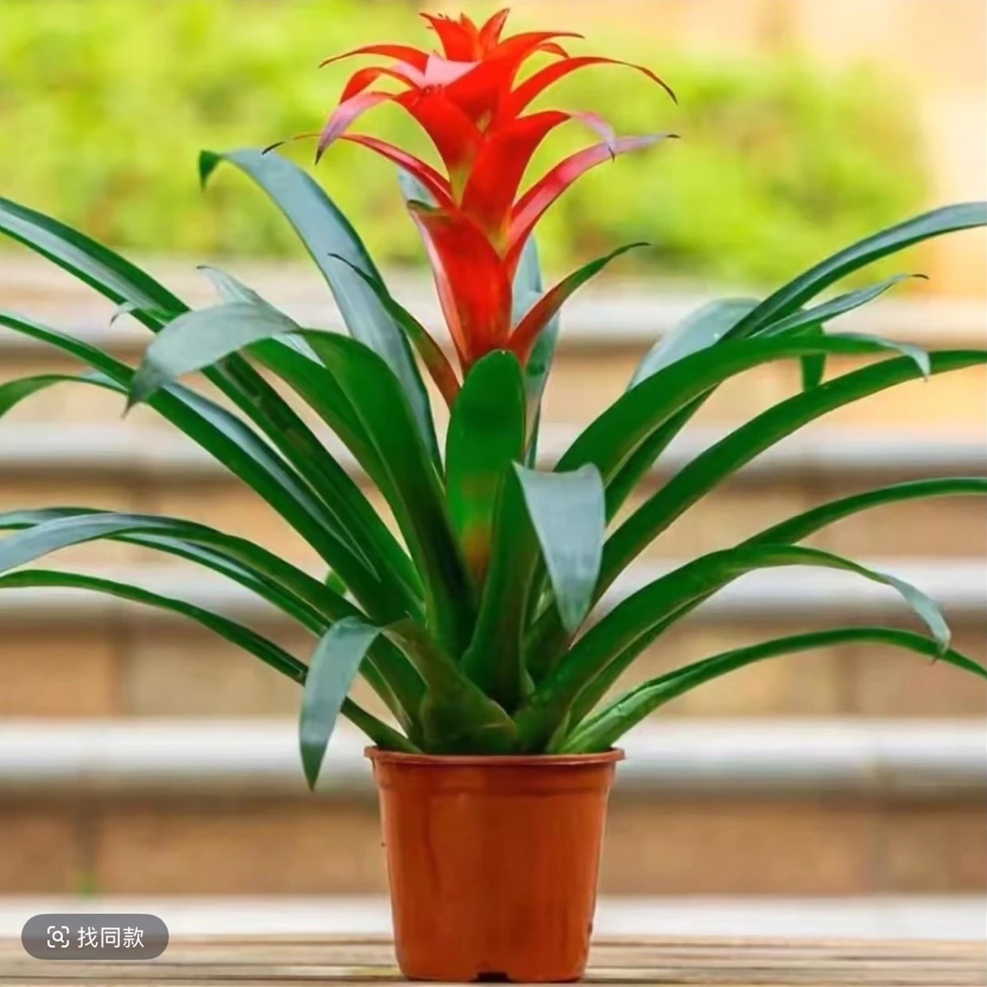 单株鸿运当头大红星红色室内桌面绿植可四季开花凤梨鲜艳