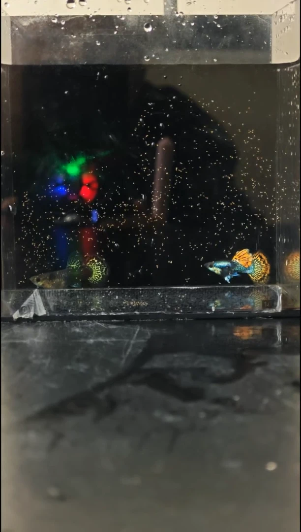 孔雀鱼红龙半月尾孔雀鱼1对