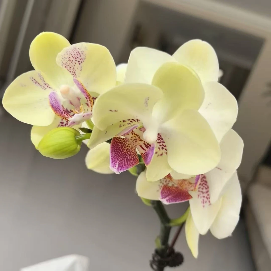 【小绿熊】精品蝴蝶兰花室内阳台办公室高端花卉绿植盆栽年宵花
