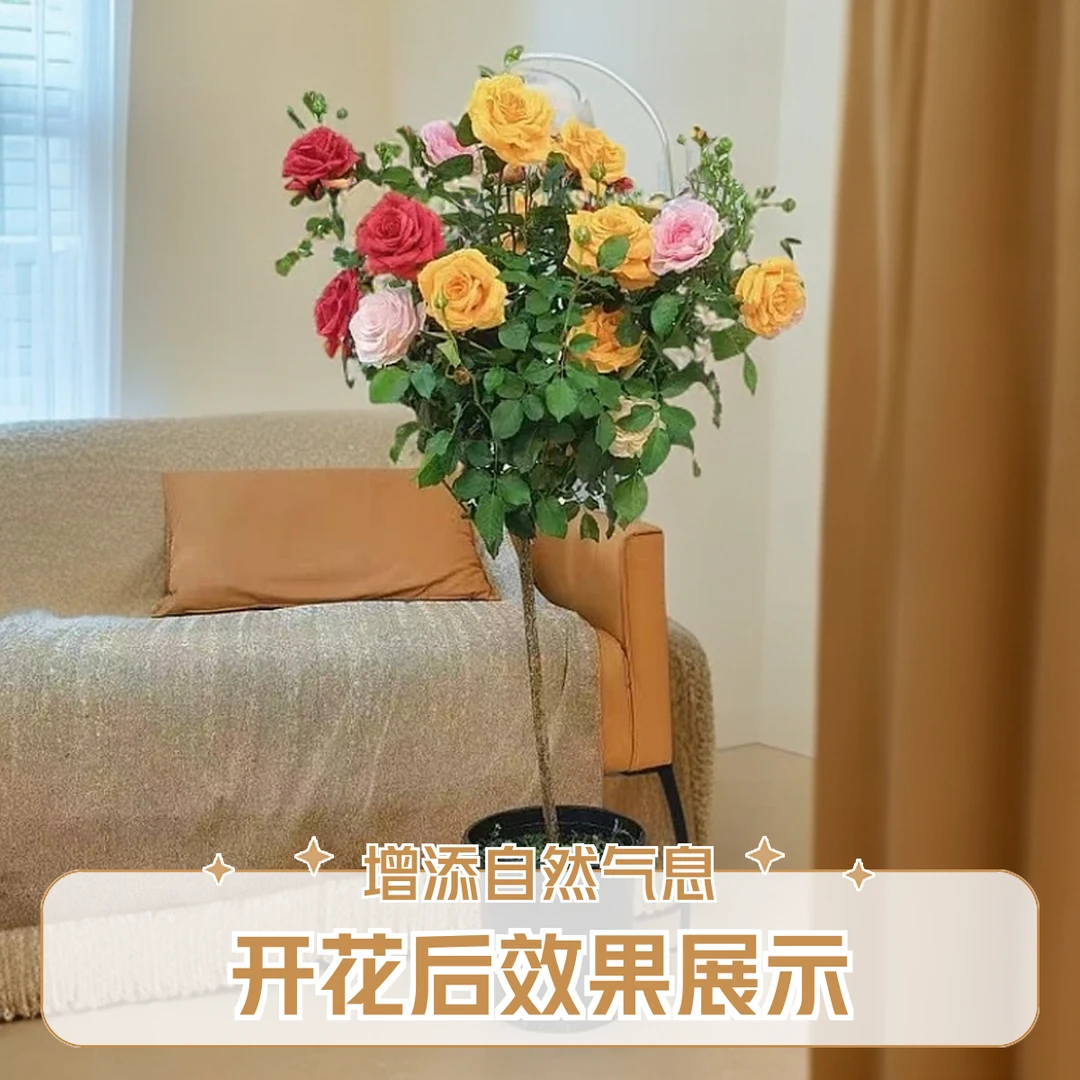 【加高1米-1.3米】多色月季花棒棒糖四季开花树桩月季带花苞