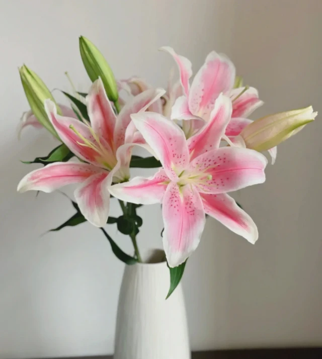 【随机单瓣粉百合10头】全场鲜花任意满两单冷链三单顺丰送货上门