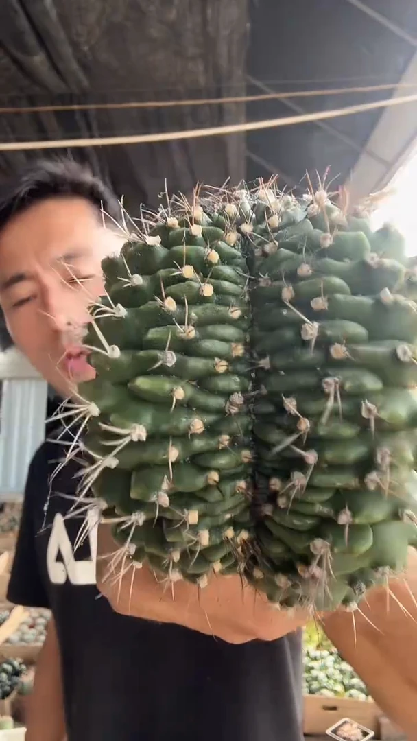 实生翠皇冠缀化9.99