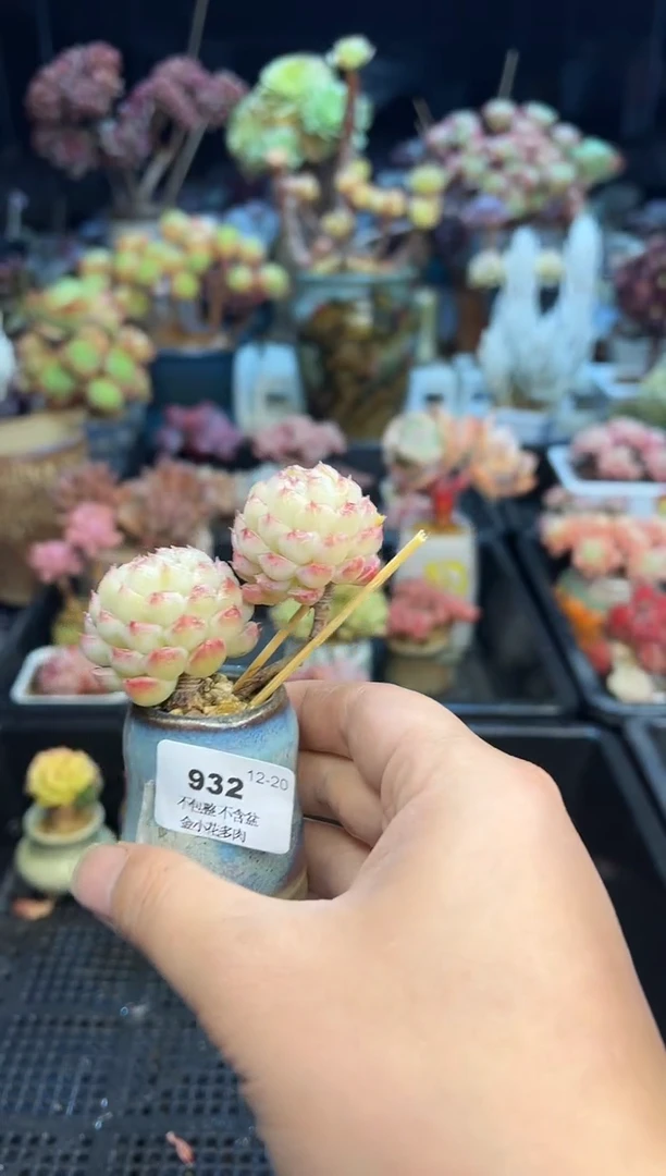 【闪购商品】932不带盆