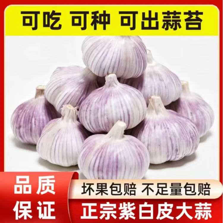2025新鲜紫白皮大瓣蒜辛辣十足可吃可种的农家干蒜WXY