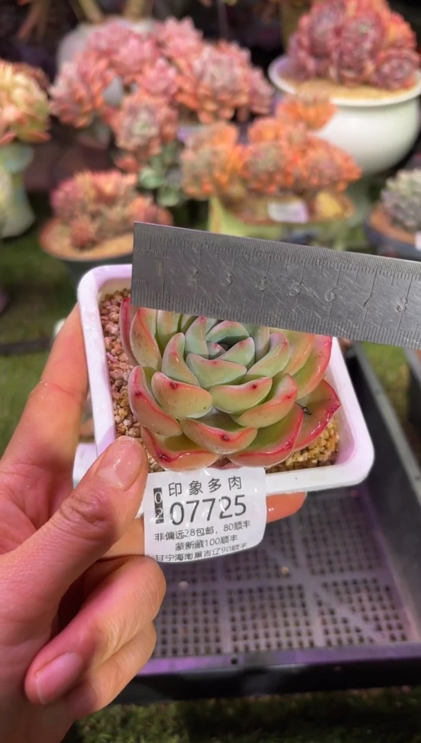 【闪购商品】07725