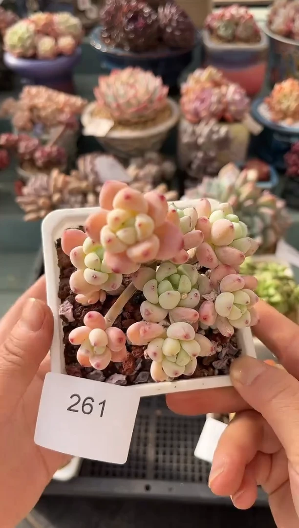 261小群生罗琦多肉