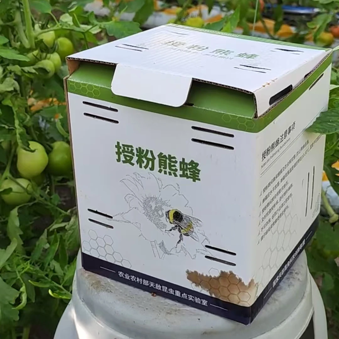 熊蜂授粉作物授粉