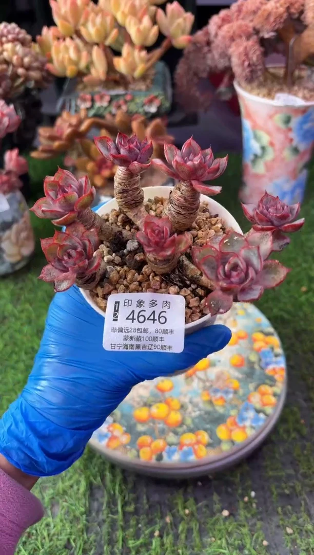 昆明印象多肉4646