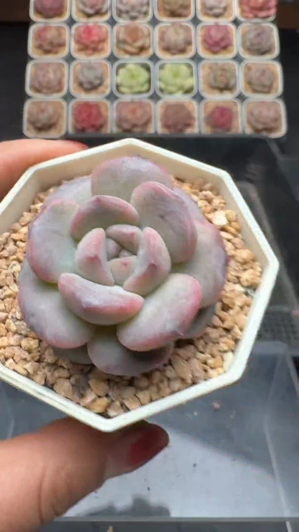 【闪购商品】724号珍妮多肉一物一拍3单包邮