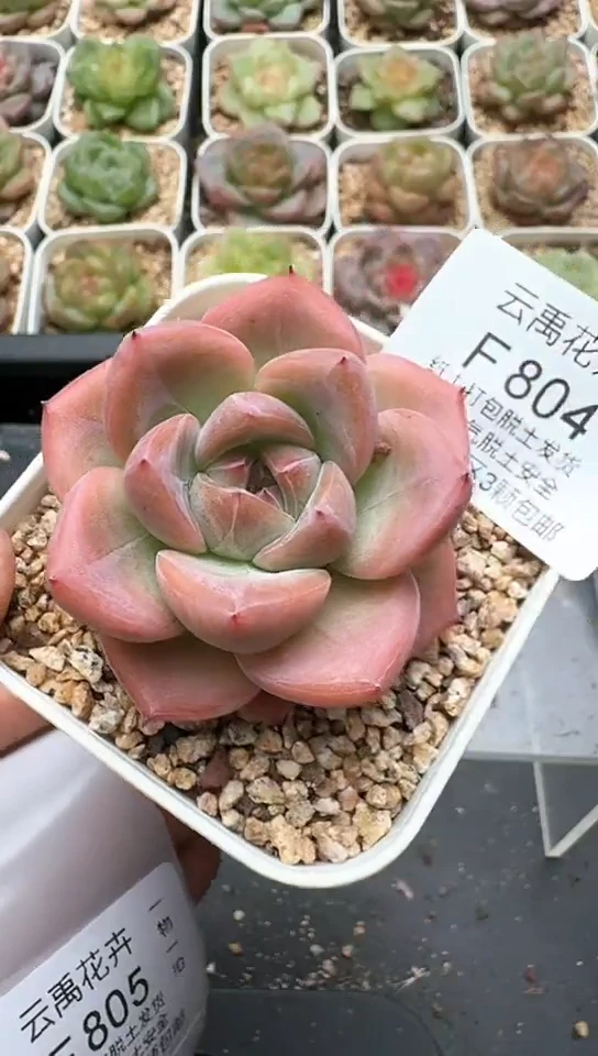 804F云禹多肉植物 默认脱土纸巾打包 3颗包邮