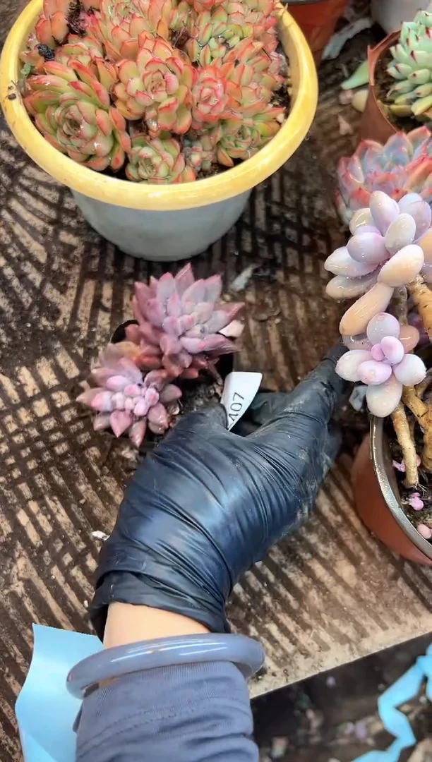 花***宿多肉植物一物一拍26407