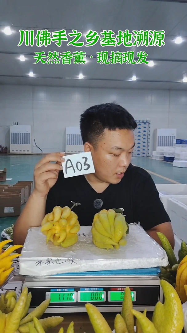 柑橘【一物一拍】川佛手柑鲜果A03