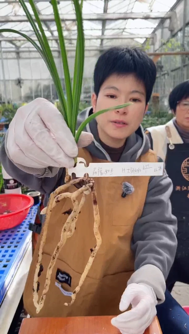 当前无花朵，栽培后可花朵品**兰大别山红，，，品德如兰