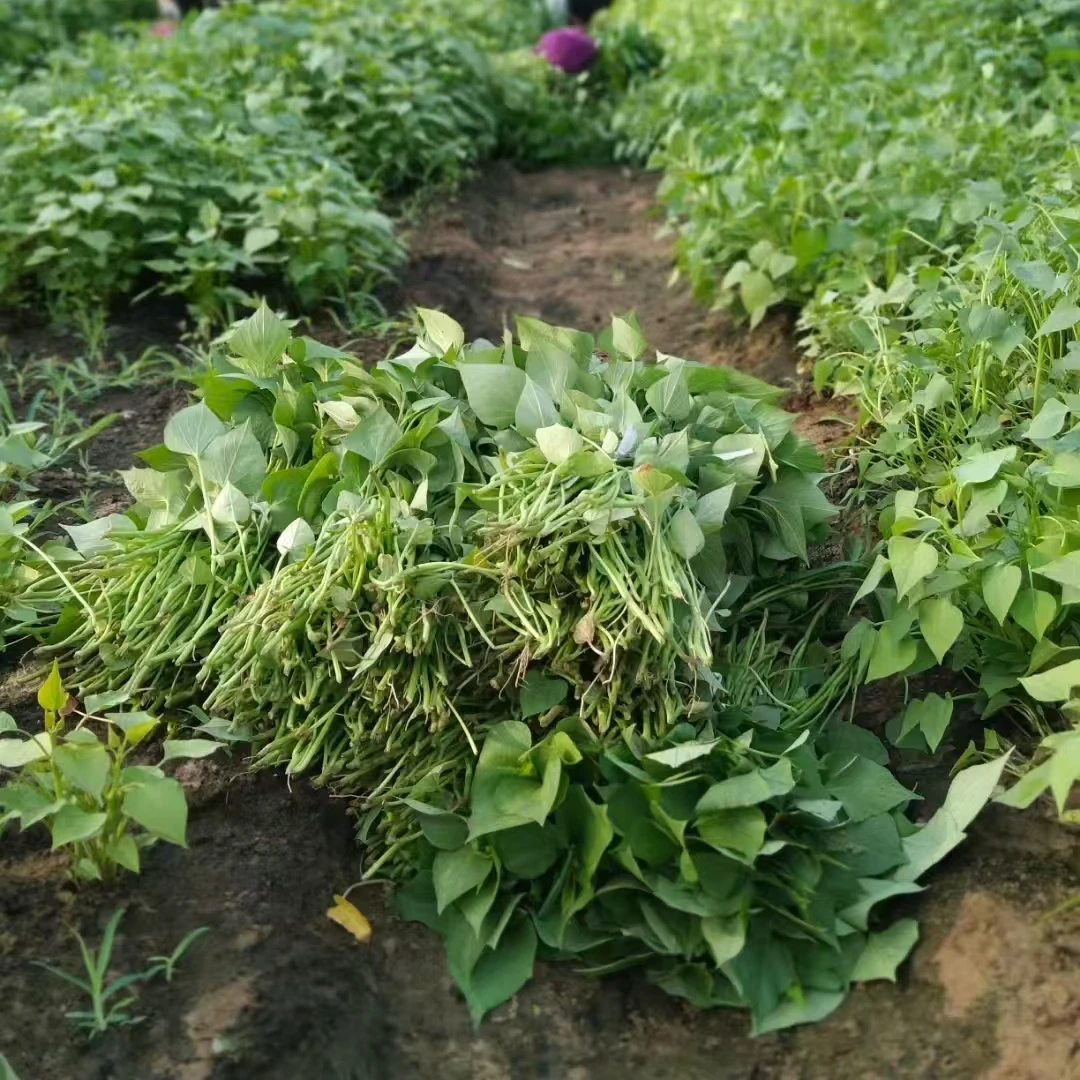 红薯苗烟薯25榴莲蜜薯苗地瓜苗